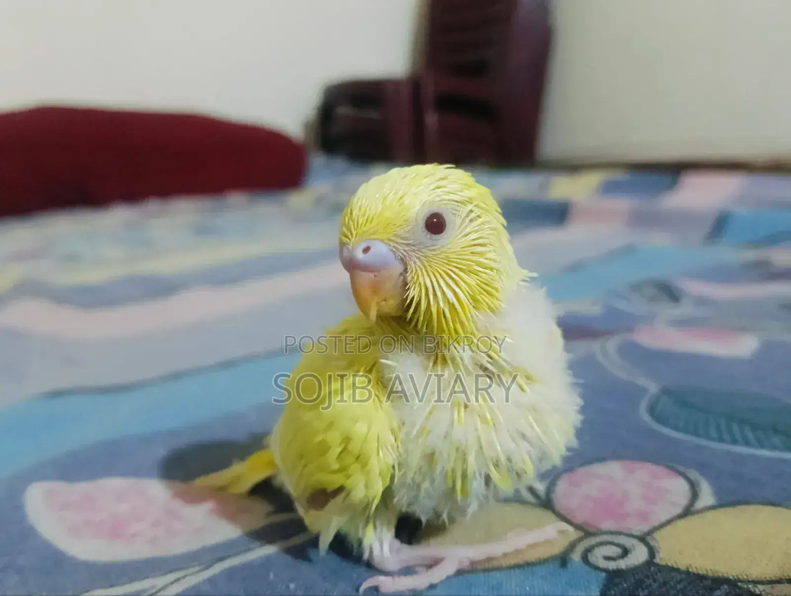 Lutino Red Eyes Budgie Baby
