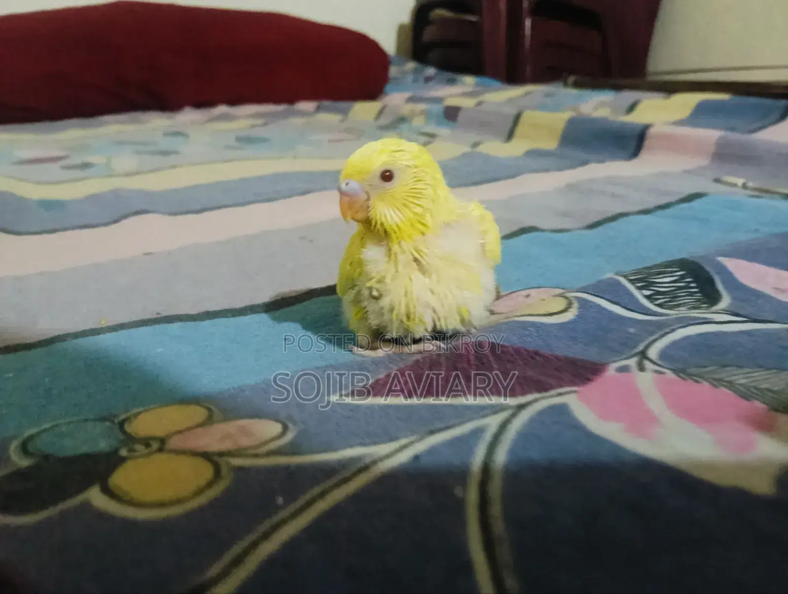 Lutino Red Eyes Budgie Baby