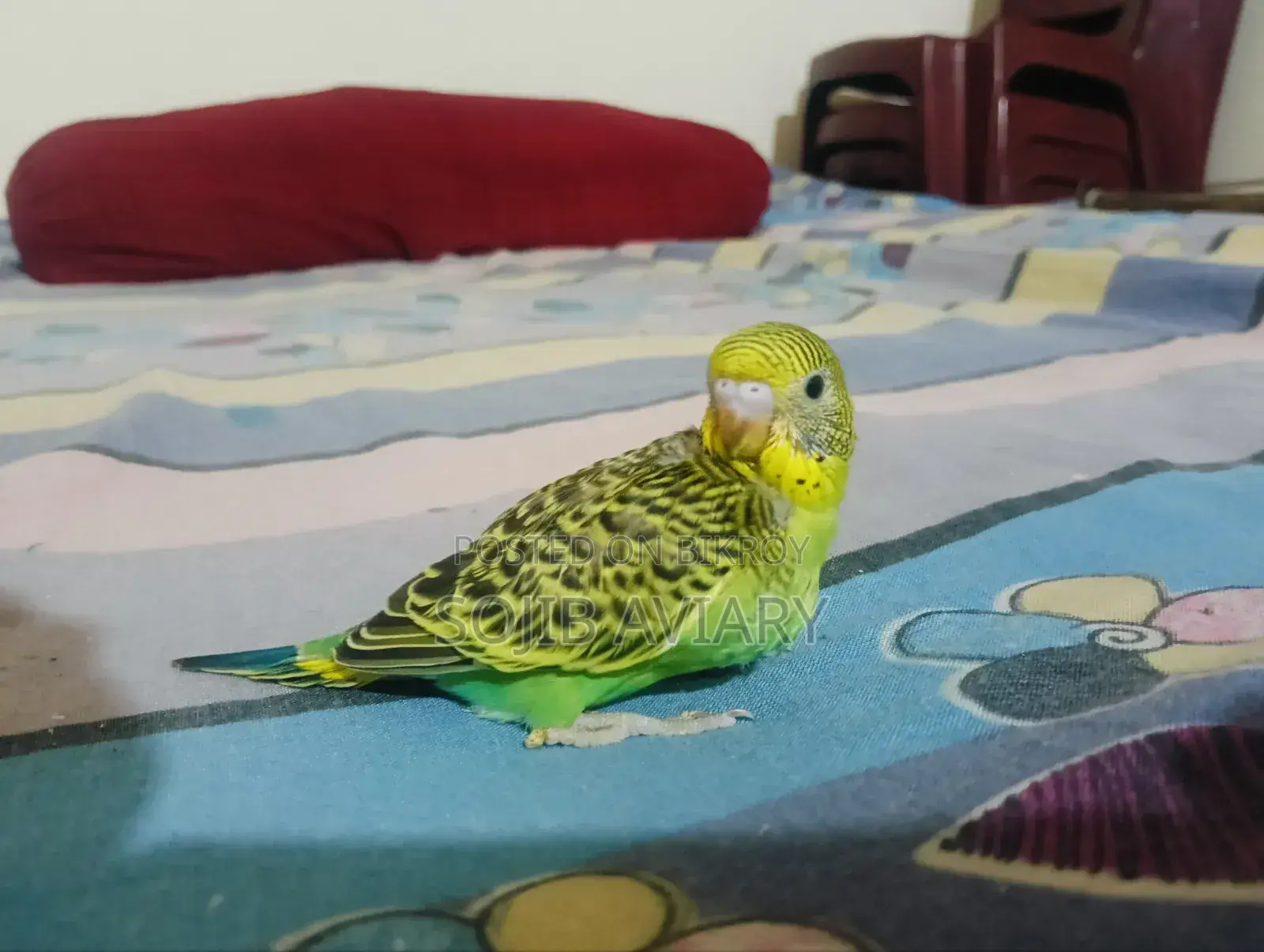 Lutino Red Eyes Budgie Baby