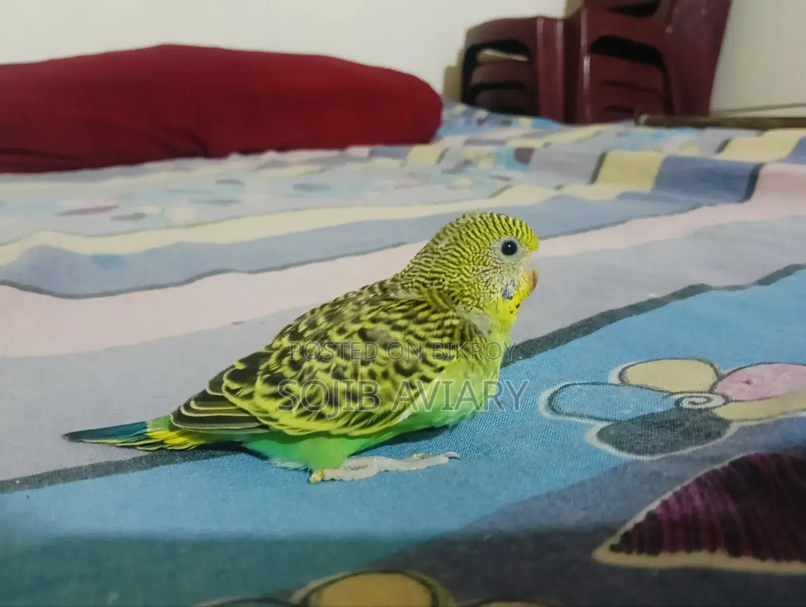 Lutino Red Eyes Budgie Baby
