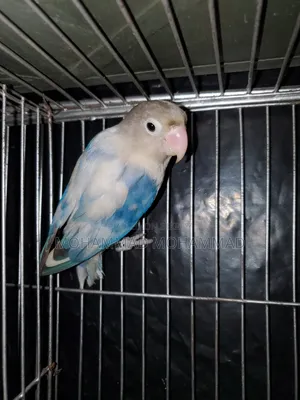 Lovebird Male