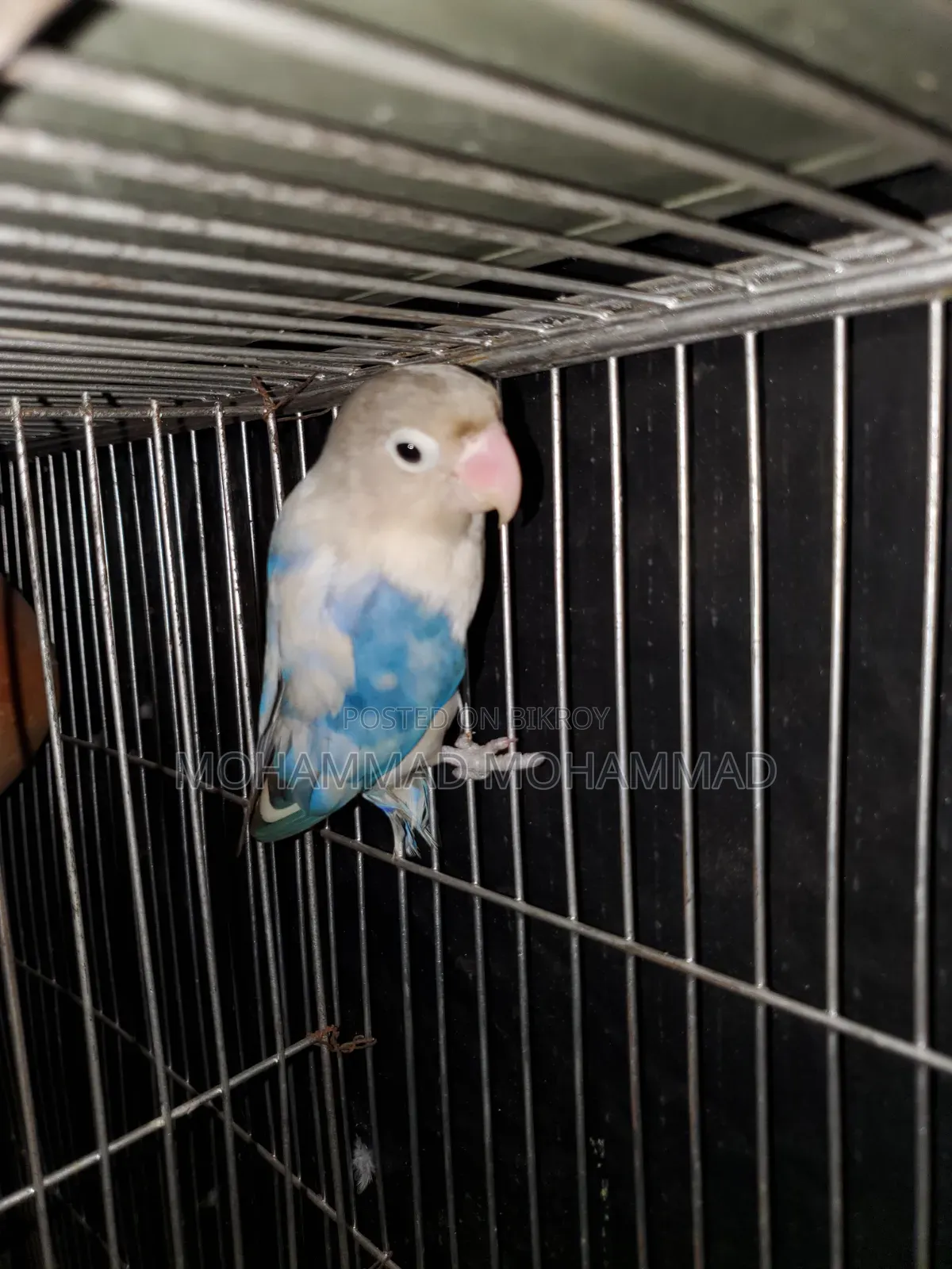 Lovebird Male