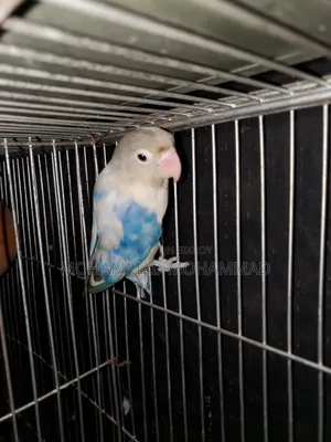 Lovebird Male