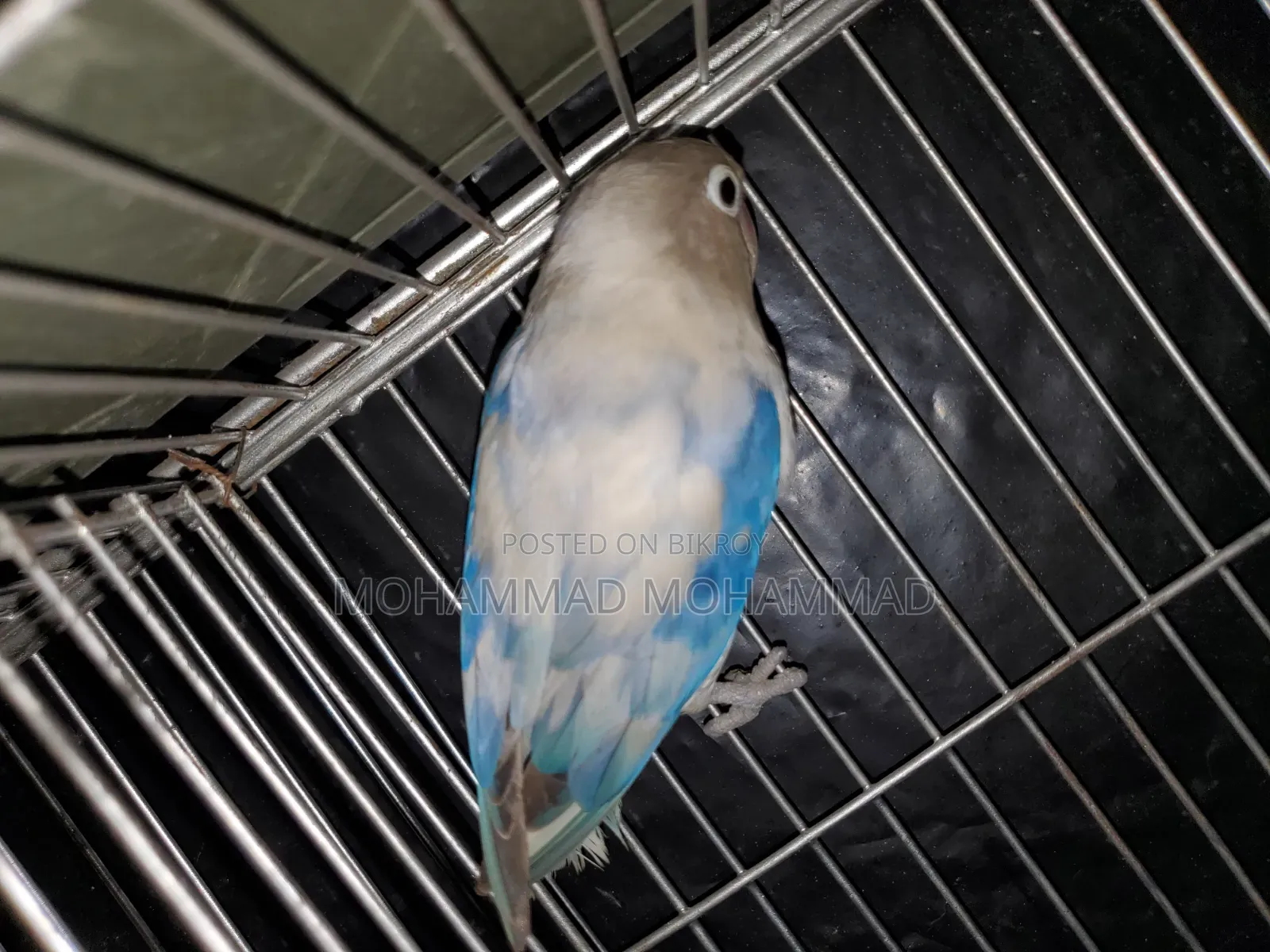 Lovebird Male