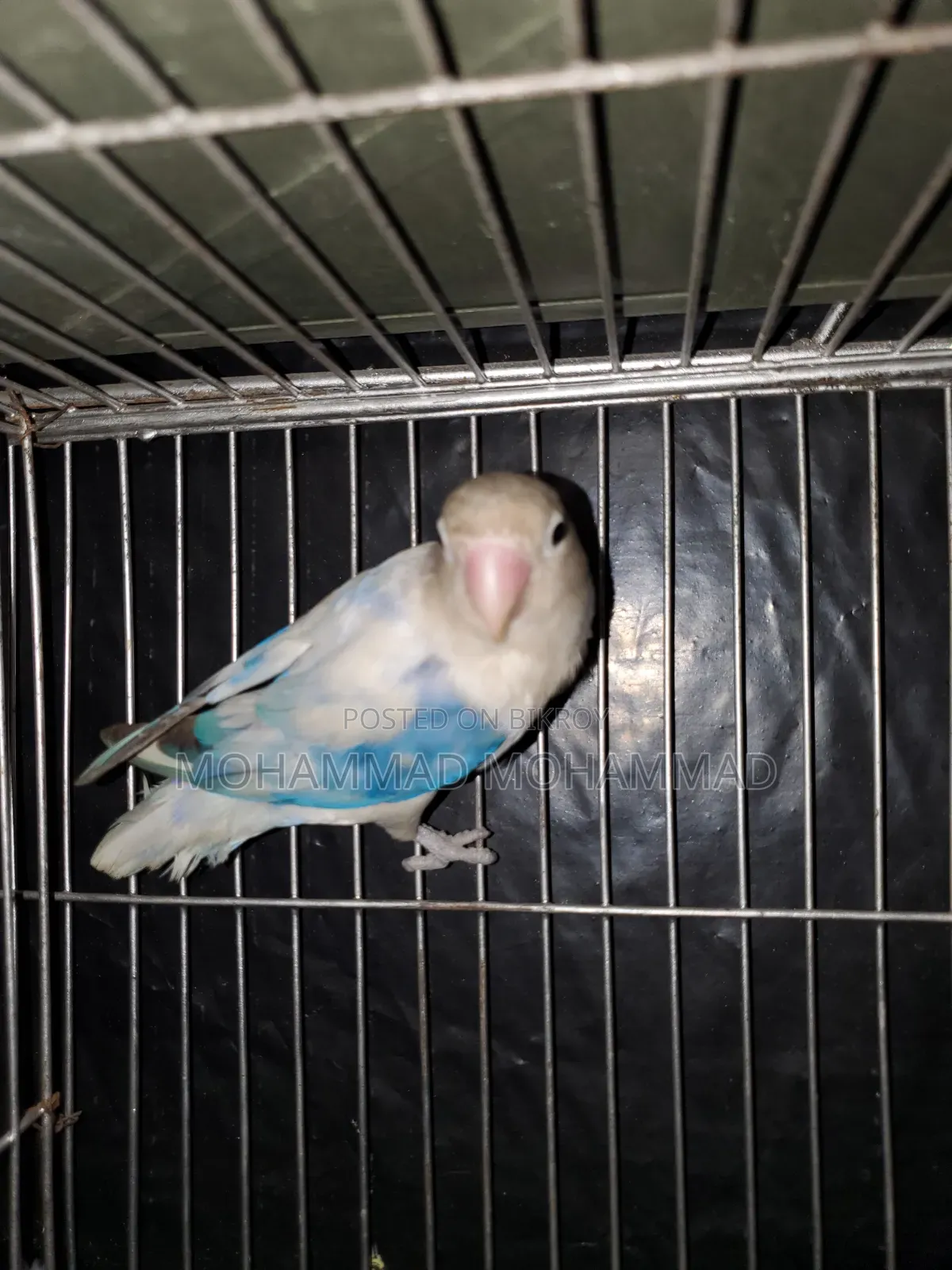 Lovebird Male