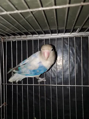 Lovebird Male