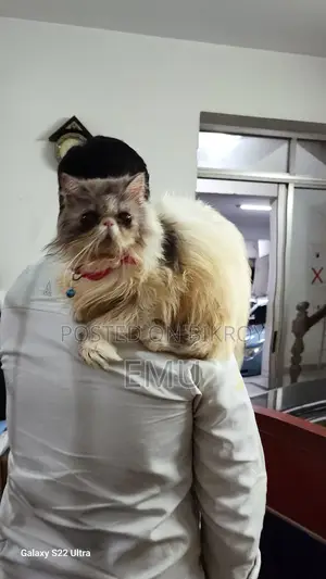 1+ year Female Purebred Exotic