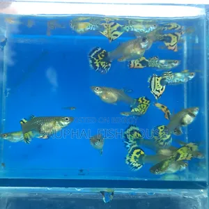 Halfmoon Cobra Guppy 