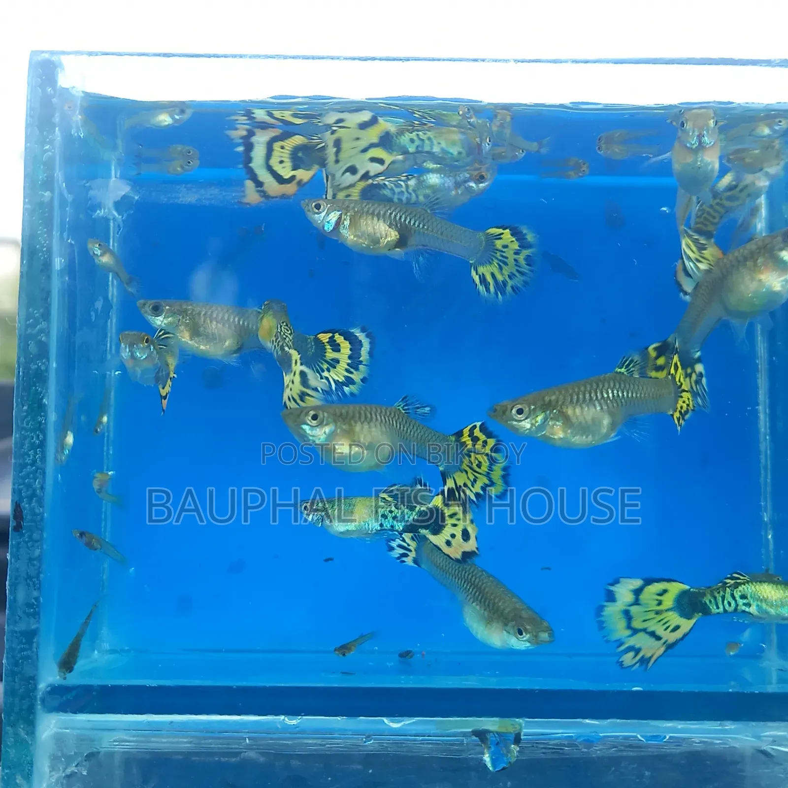 Halfmoon Cobra Guppy 