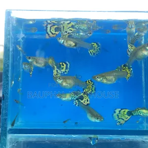 Halfmoon Cobra Guppy 