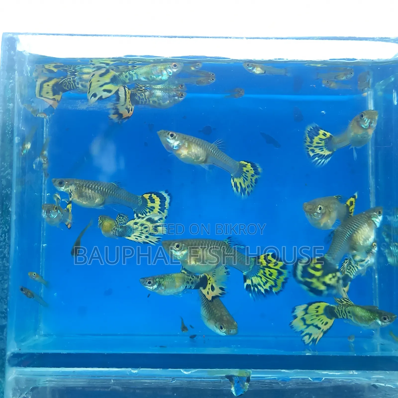 Halfmoon Cobra Guppy 