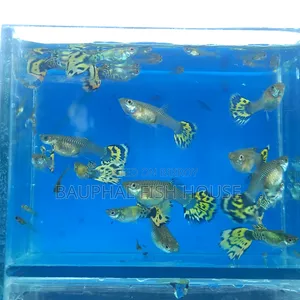Halfmoon Cobra Guppy 