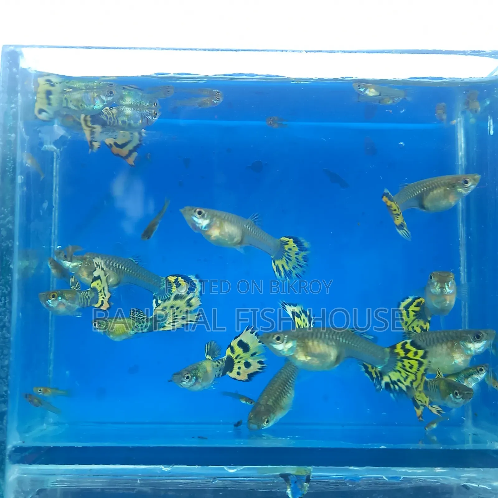 Halfmoon Cobra Guppy 