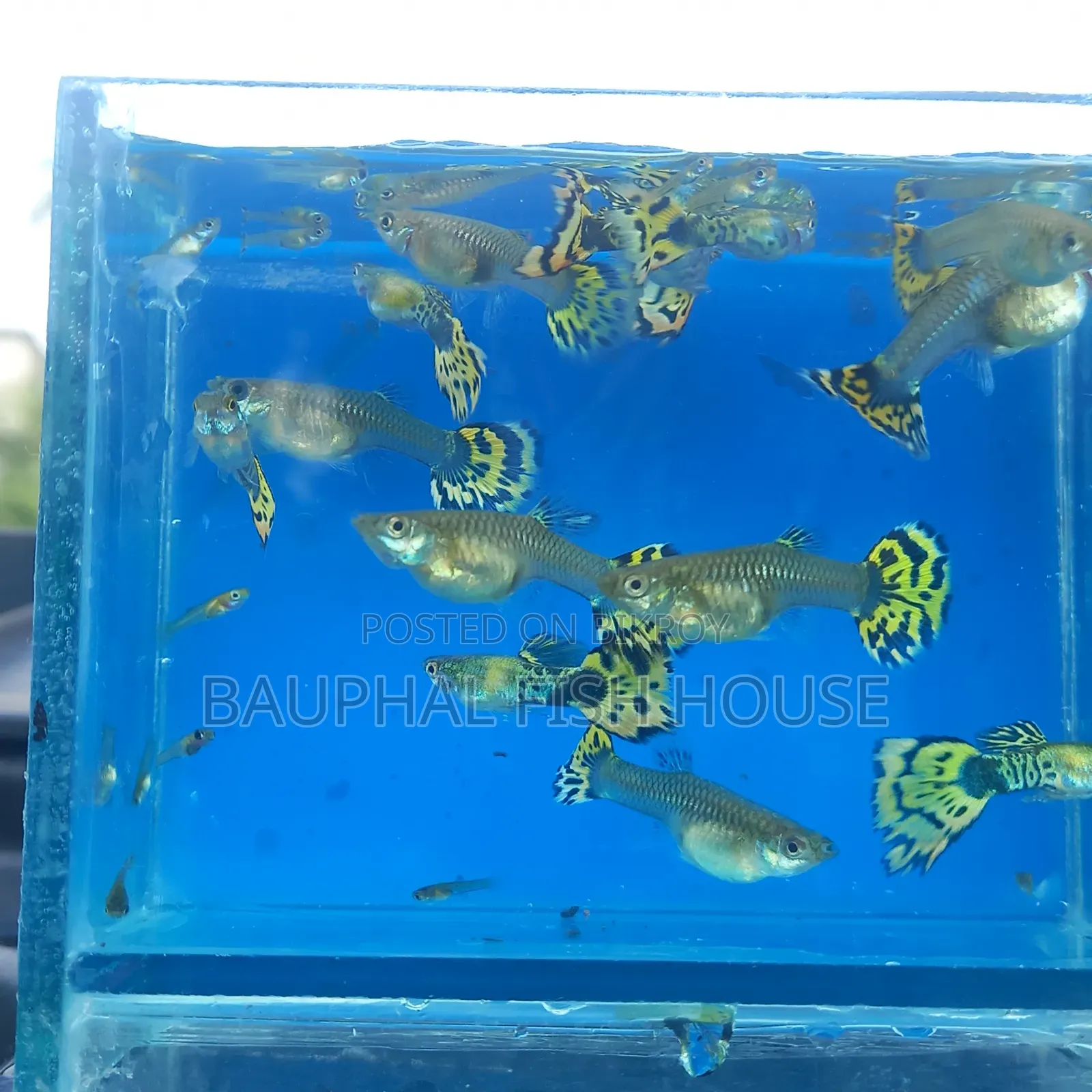 Halfmoon Cobra Guppy 