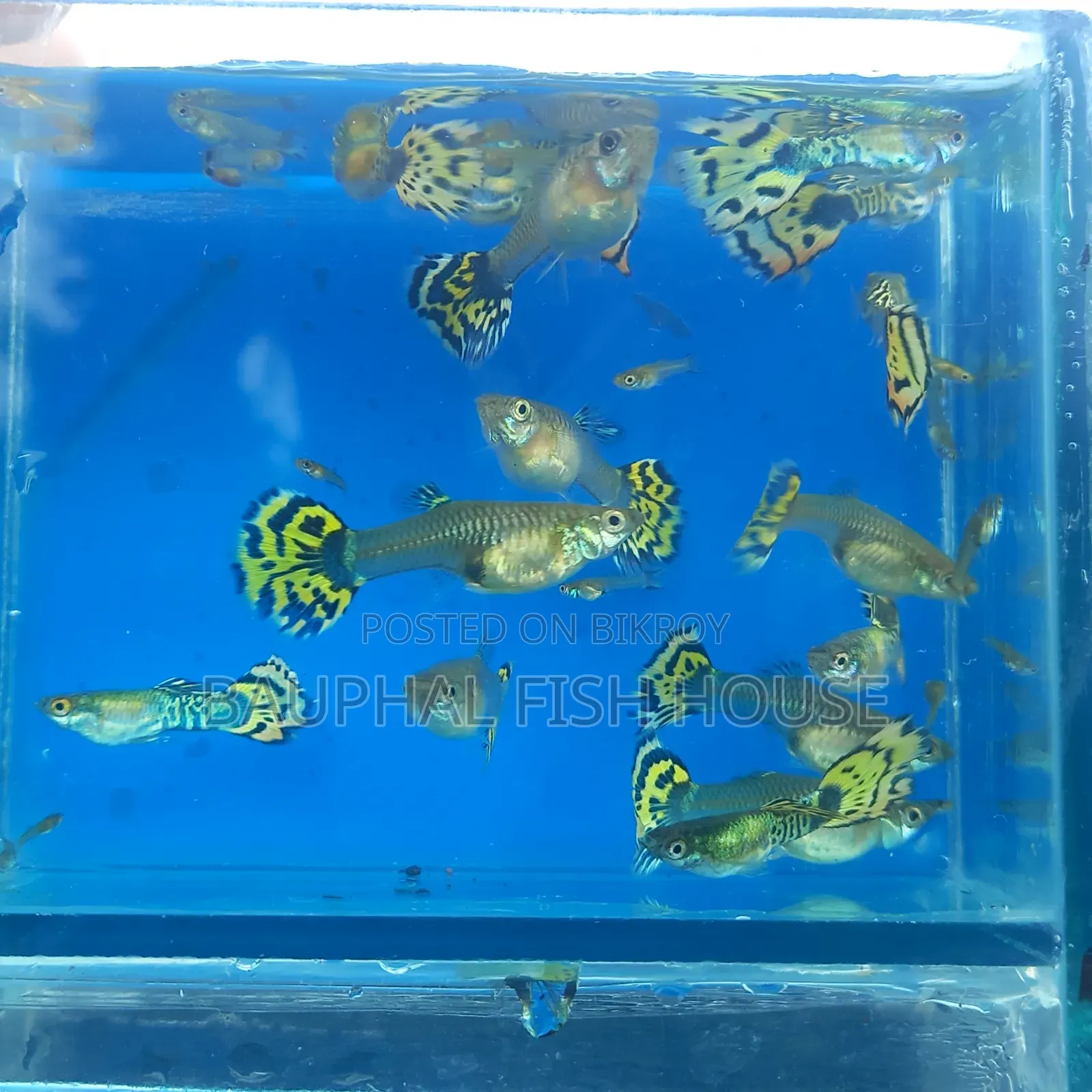 Halfmoon Cobra Guppy 