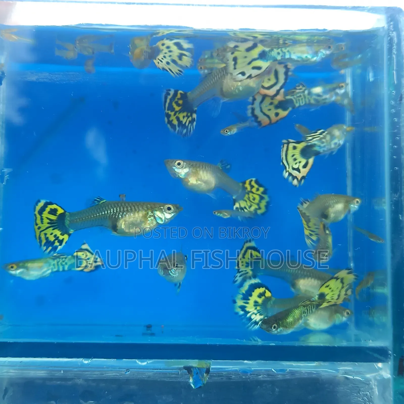 Halfmoon Cobra Guppy 