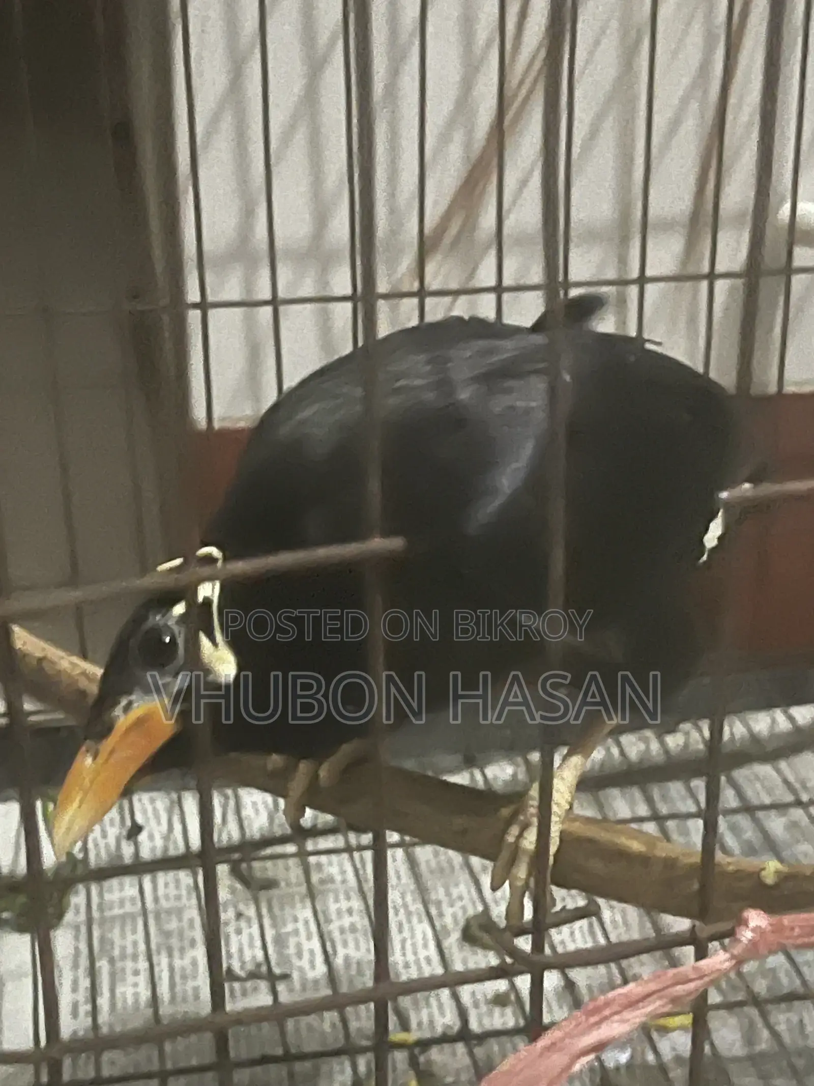 Talking Moyna