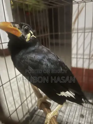 Talking Moyna