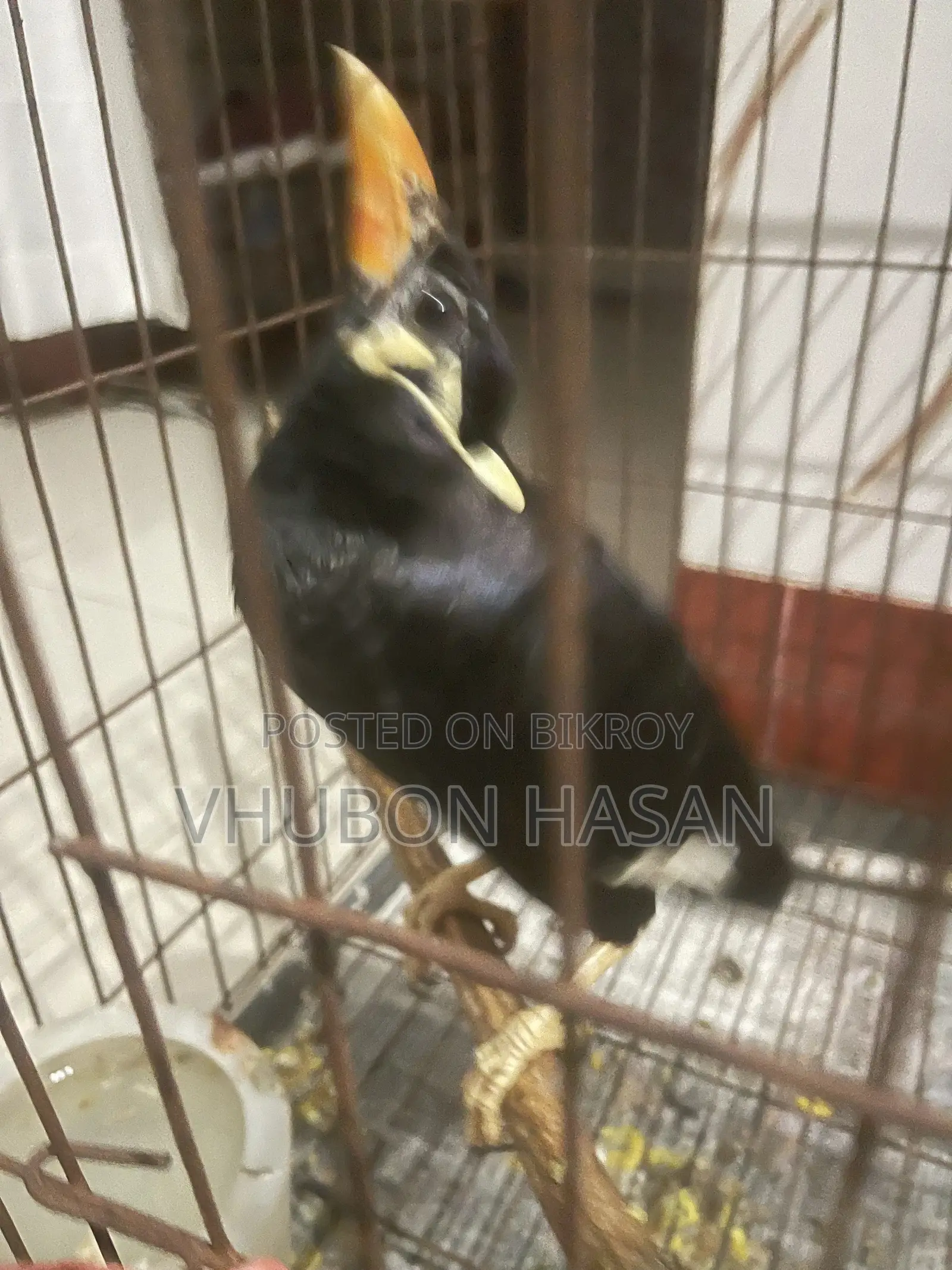 Talking Moyna