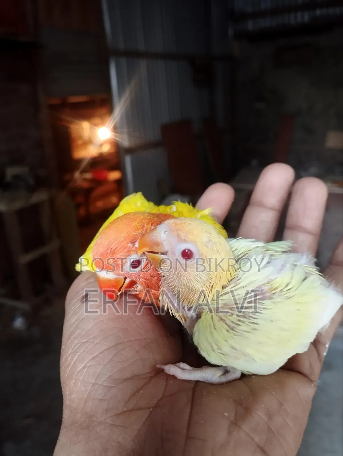 ক্রেমিনো ওপালিন বেবি