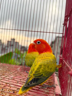 গ্রিন ইউউইং অপালাইন বেবি জোড়া