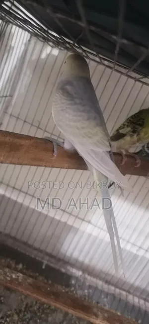 চার পিছ রানিং মেল এক্সচেঞ্জ/বিক্রি করা হবে।