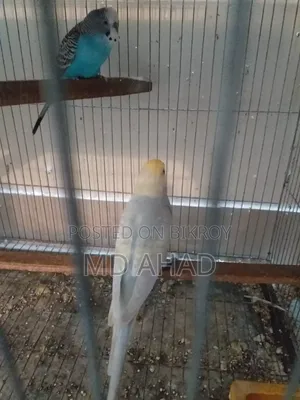 চার পিছ রানিং মেল এক্সচেঞ্জ/বিক্রি করা হবে।