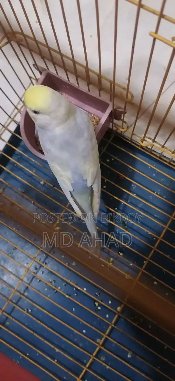 চার পিছ রানিং মেল এক্সচেঞ্জ/বিক্রি করা হবে।
