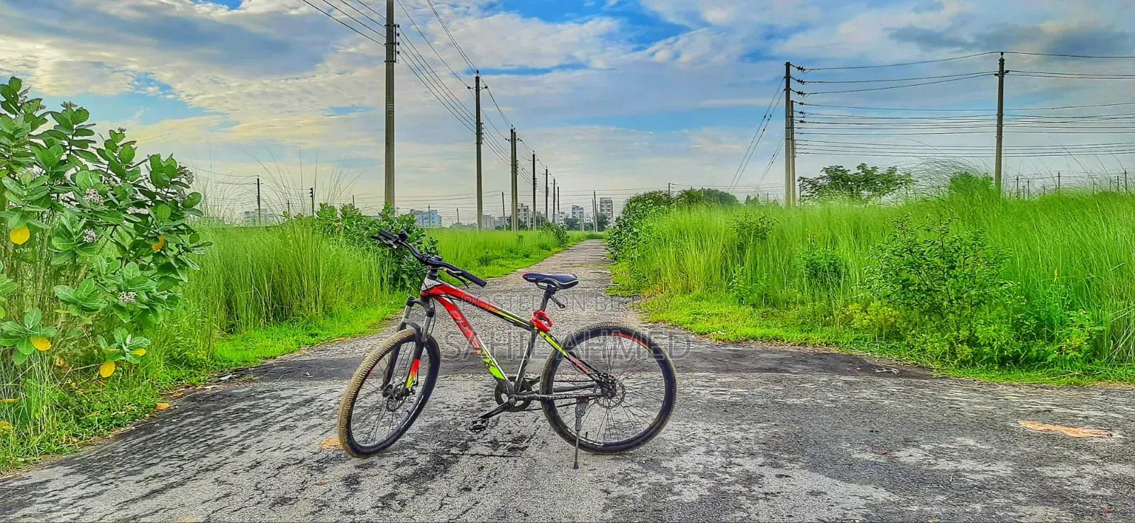 Phoenix Cycle (Non Gear)