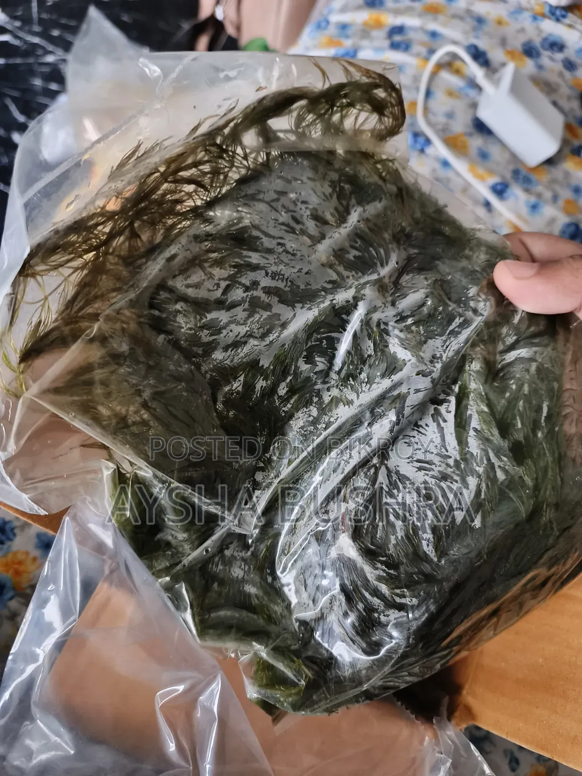 Hornwort Aquarium Plant