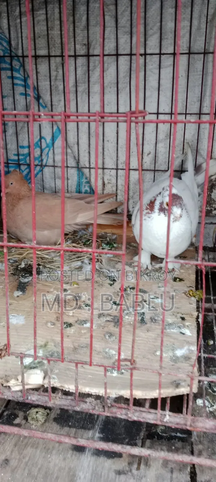 রানিংরানিং এক জোড়া কবুতর বিক্রয় হবে তিনটা বাচ্চা নিয়ে বসে আছে