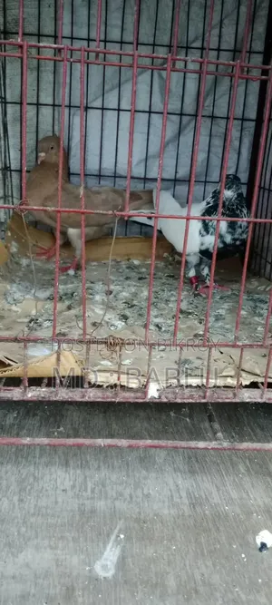 এক জোড়া রানিং কবুতর বিক্রয় হবে