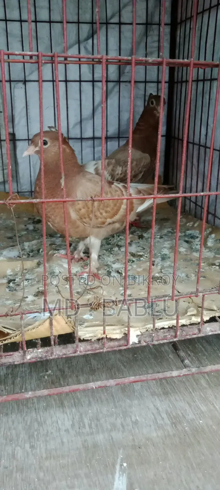 A pair of beautiful pigeons for sale