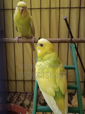 সুস্থ আলহামদুলিল্লাহ
