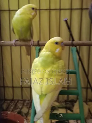 সুস্থ আলহামদুলিল্লাহ