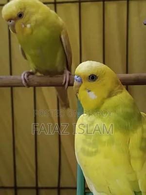 সুস্থ আলহামদুলিল্লাহ