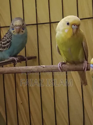 সুস্থ আলহামদুলিল্লাহ
