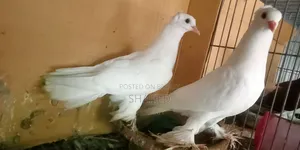ইন্ডিয়ান লোটন কবুতর
