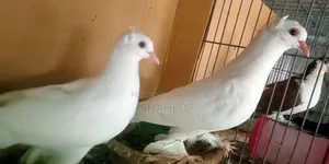 ইন্ডিয়ান লোটন কবুতর
