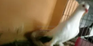 ইন্ডিয়ান লোটন কবুতর