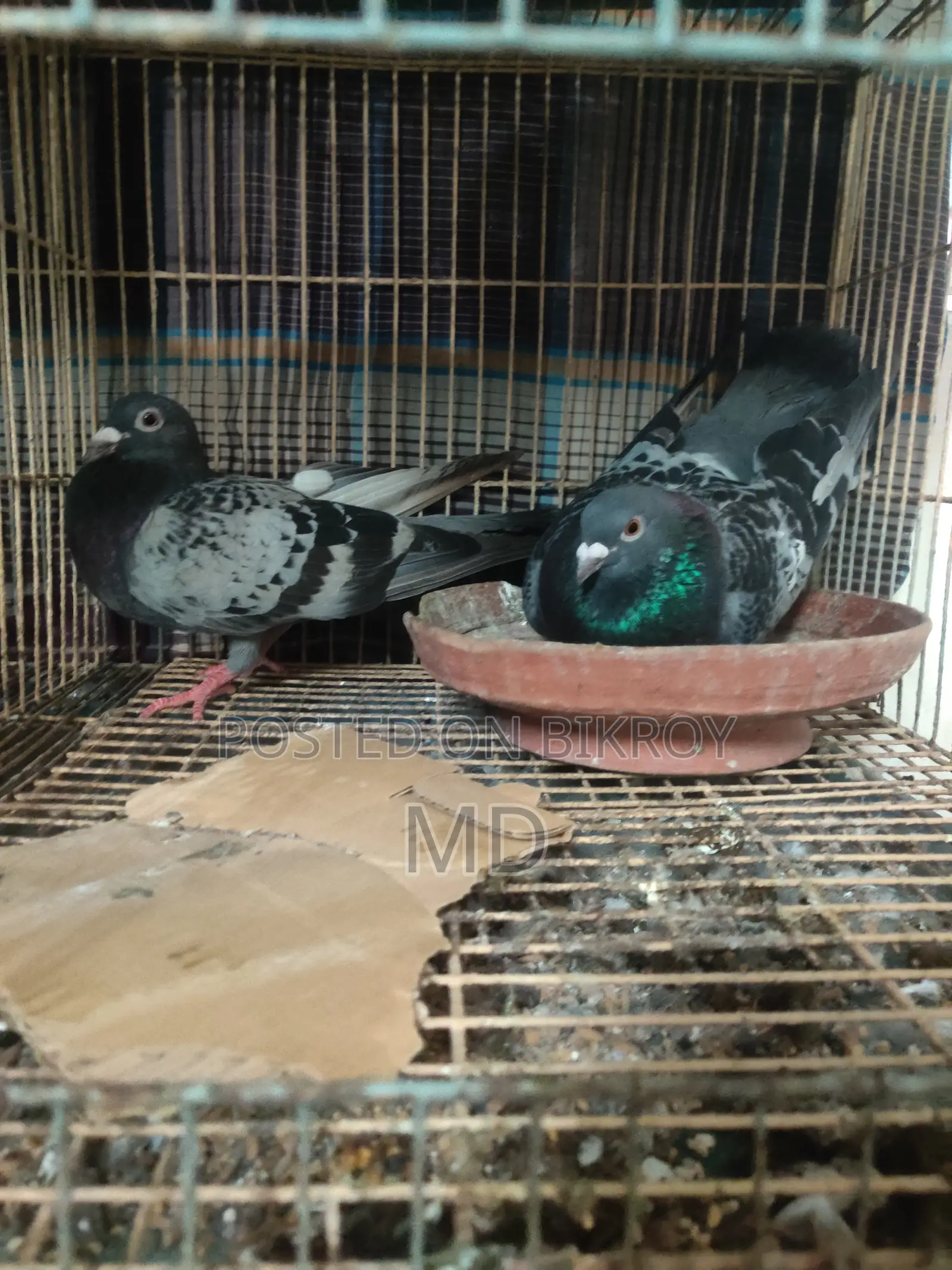১ জোড়া রেসার কবুতর