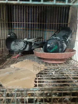 ১ জোড়া রেসার কবুতর