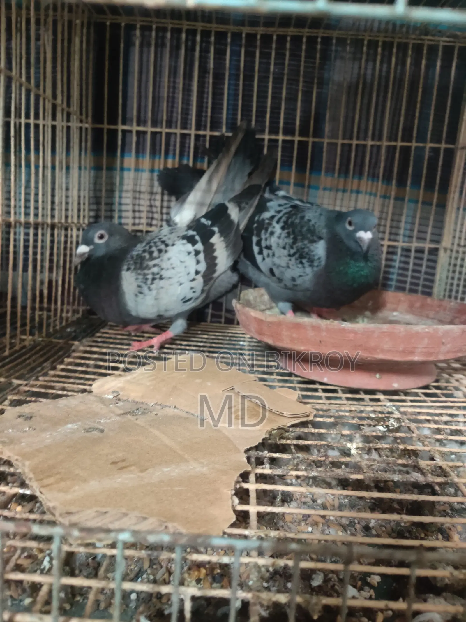 ১ জোড়া রেসার কবুতর