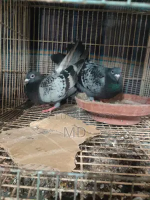 ১ জোড়া রেসার কবুতর