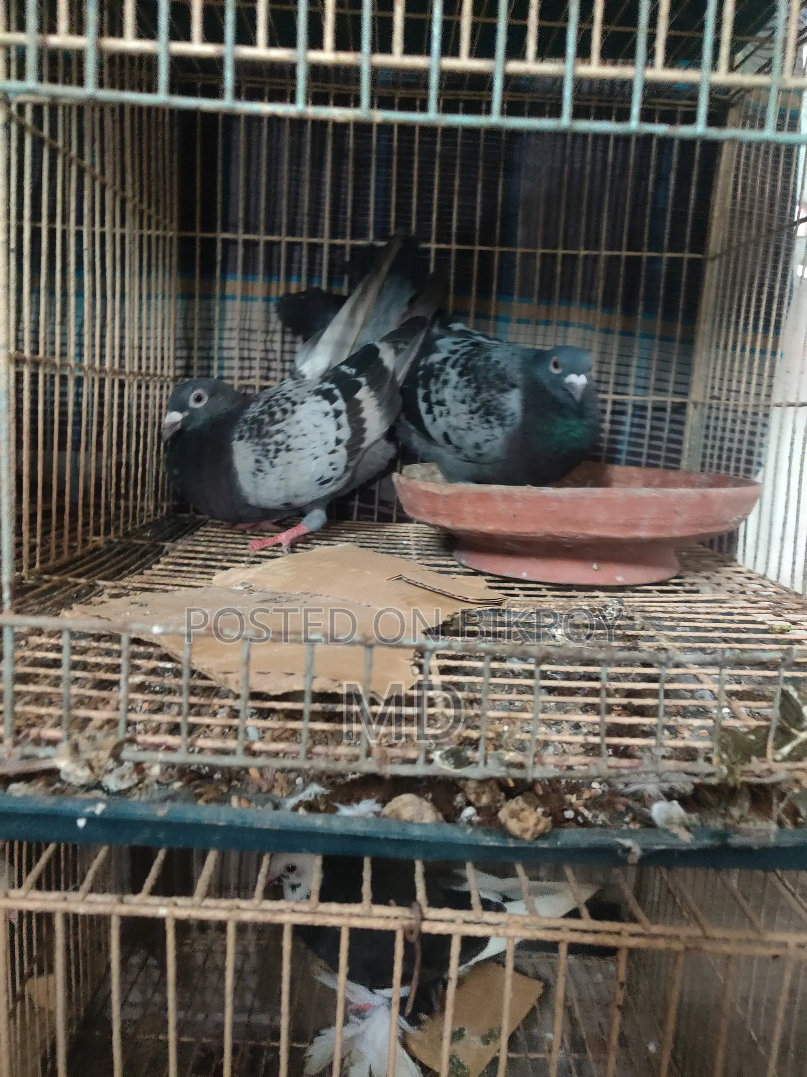১ জোড়া রেসার কবুতর