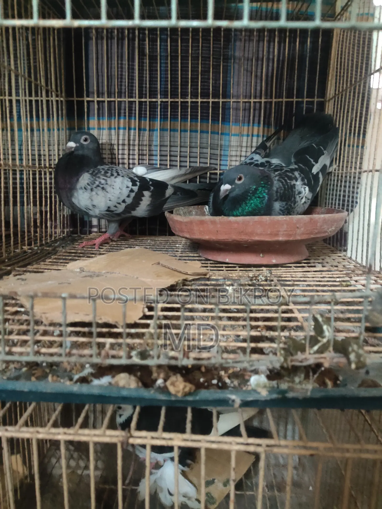১ জোড়া রেসার কবুতর