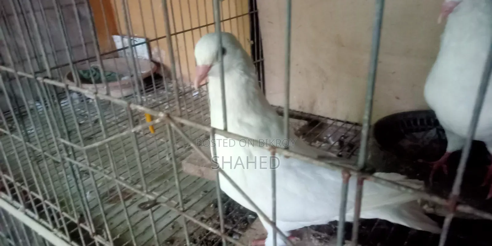 দেশি কিং পায়রা