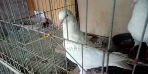 দেশি কিং পায়রা