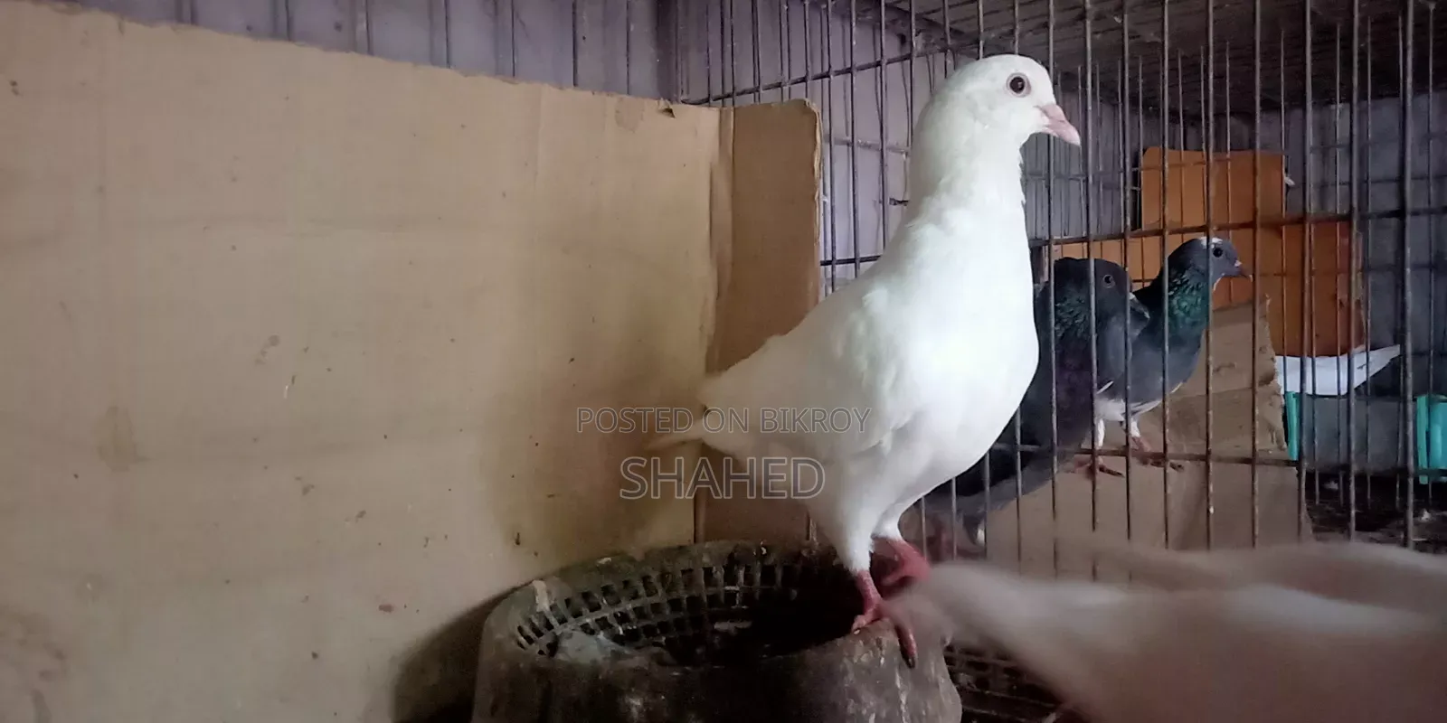 দেশি কিং পায়রা