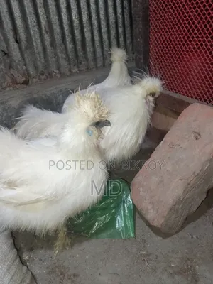American Silky